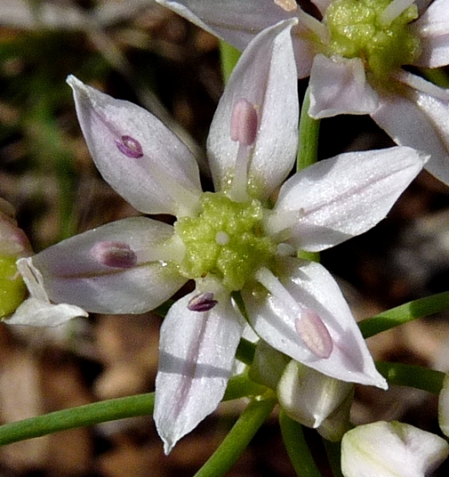 {Allium speculae}